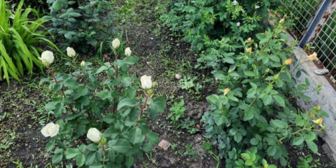 Jak množit zahradní růži - metody šlechtění rostlin